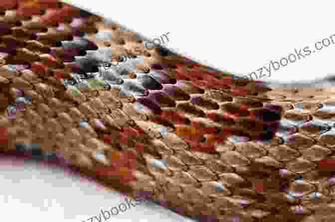 A Close Up Image Of A Snake's Scales A Snake S Life Kenneth Arant