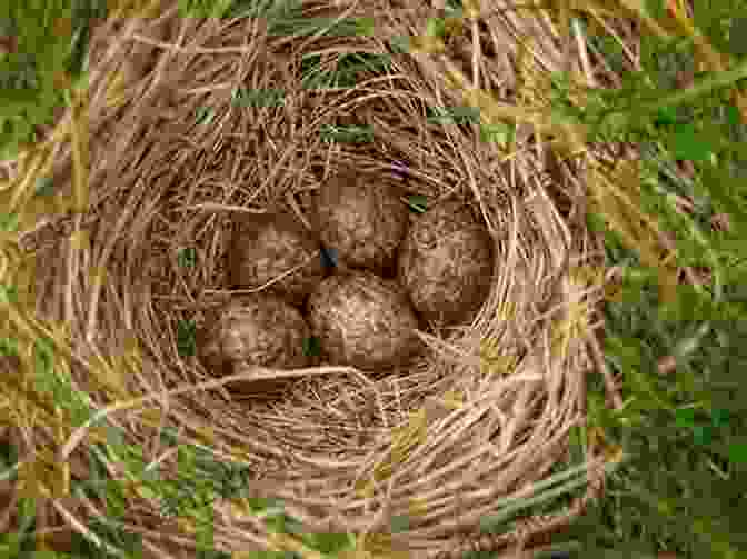 A Cozy Sparrow's Nest, Nestled Amidst Verdant Leaves, Representing The Sanctuary And Support Found In Human Connections. If You Listen To The Little Sparrow