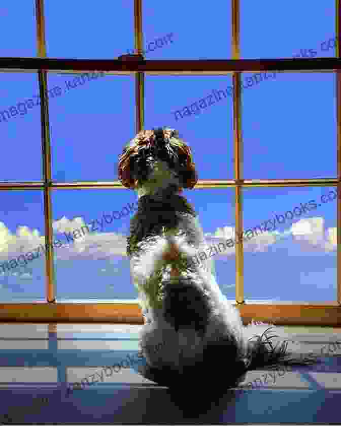 A Dog Looking Out The Window At The Stunning Views Of Puget Sound From The Thompson Seattle The Dog Lover S Guide To Travel: Best Destinations Hotels Events And Advice To Please Your Pet And You