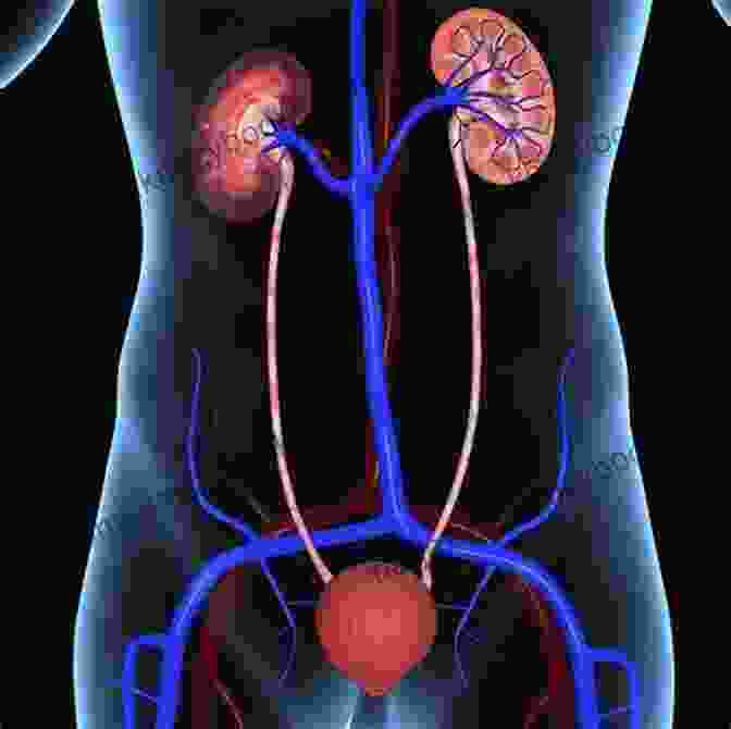 A Graphic Representation Of The Kidneys And Urinary System, Highlighting The Presence Of Protein In The Urine A Simple Guide To Proteinuria (Protein In Urine) Diagnosis Treatment And Related Conditions