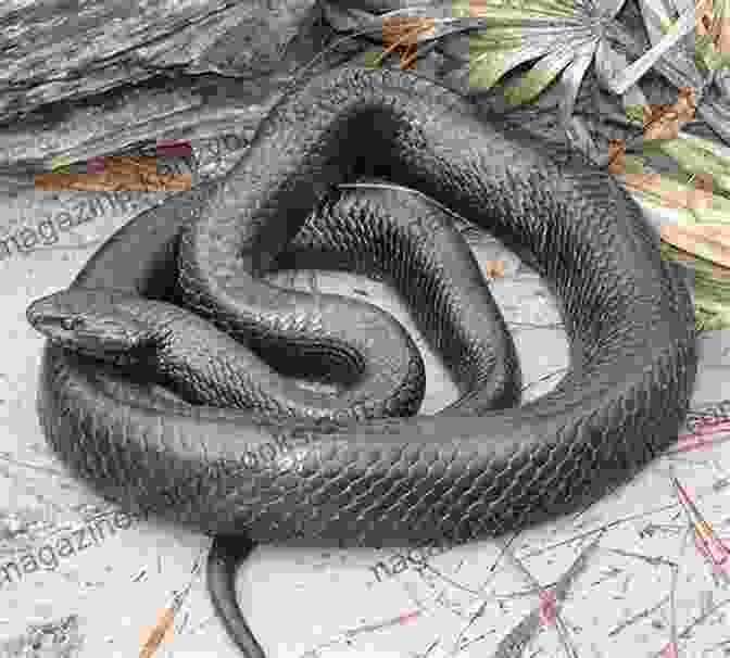 A Group Of Conservationists Monitoring Snake Populations A Snake S Life Kenneth Arant