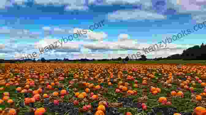 A Pumpkin Resting In An Autumn Field, Surrounded By Vibrant Foliage Pumpkins Ken Robbins