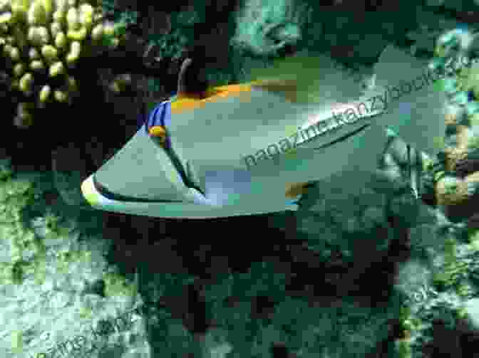 A Triggerfish With A Comb Like Dorsal Fin Sea Robins Triggerfish Other Overlooked Seafood: The Complete Guide To Preparing And Serving Bycatch