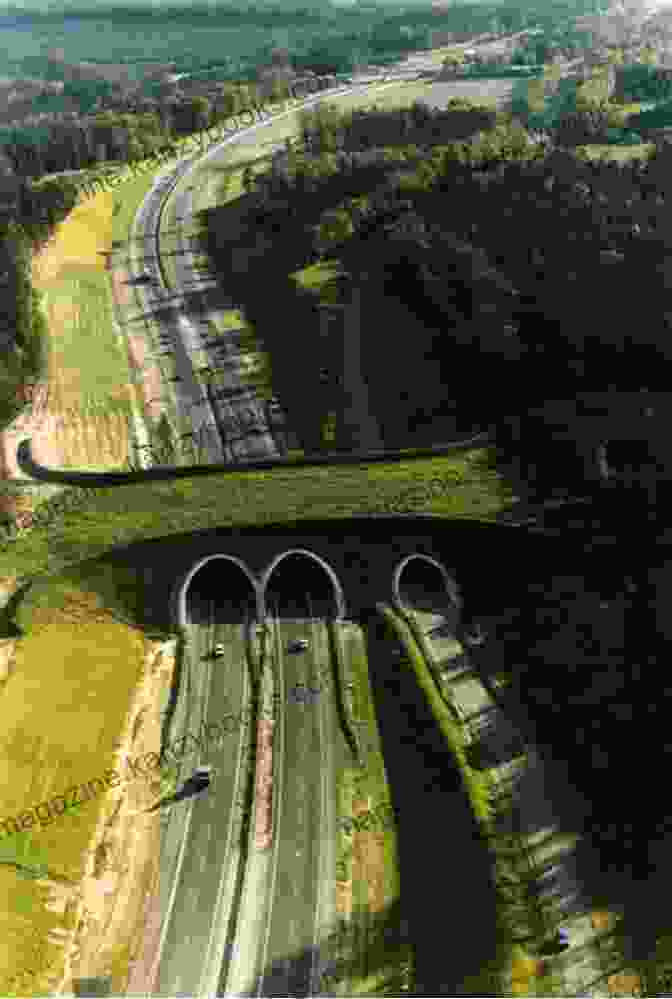 A Wildlife Crossing Tunnel In The Netherlands. Make Way For Animals : A World Of Wildlife Crossings