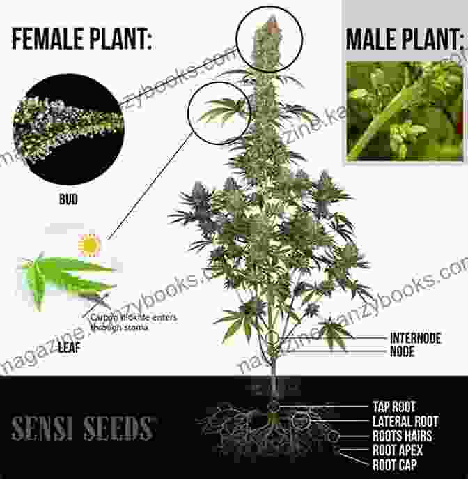 Anatomy Of A Cannabis Plant Growing Marijuana: Expert Advice To Yield A Dependable Supply Of Potent Buds (Idiot S Guides)