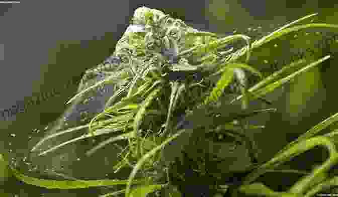 Cannabis Spider Mites Growing Marijuana: Expert Advice To Yield A Dependable Supply Of Potent Buds (Idiot S Guides)