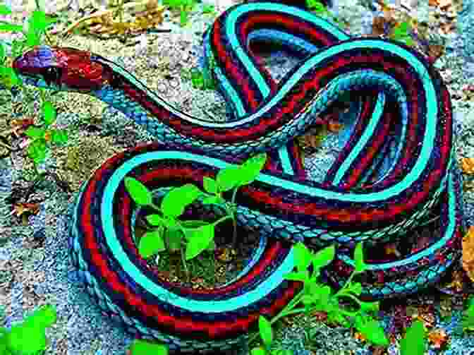 Captivating Cover Of 'Snake Path Snake Life' Featuring Vibrant Snake Illustrations A Snake S Path (A Snake S Life 2)