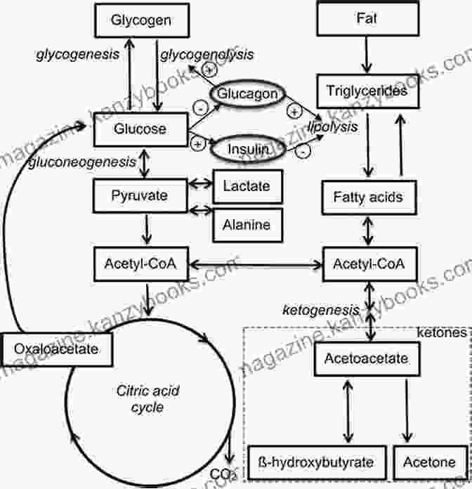 Diagram Illustrating The Metabolic Shift From Glucose To Ketone Utilization In The Keto Diet Keto Diet Lose Weight For Beginners: The Keto Diet: 30 Day Keto Meal Plan For Rapid Weight Loss The Complete Ketogenic Guide For Beginners To Reboot Your Metabolism