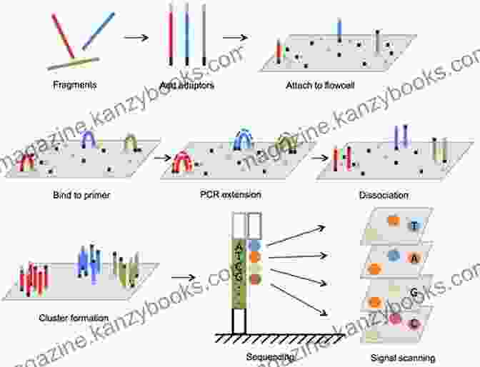 Diagram Of DNA Sequencing Process The $1 000 Genome: The Revolution In DNA Sequencing And The New Era Of Personalized Medicine