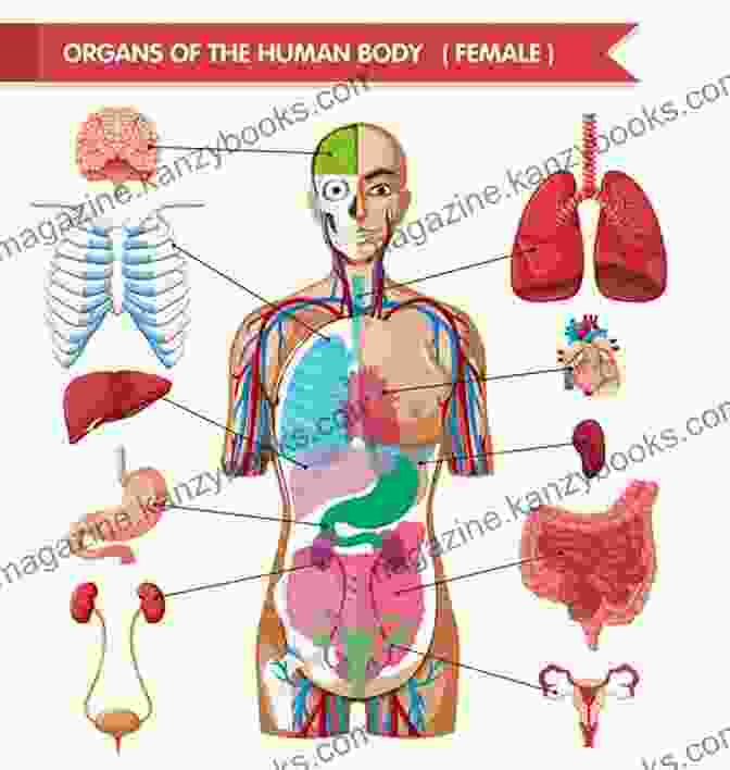 Diagram Of Human Body Anatomy Understanding Your Body And Boosting Your Immunity: Your Survival Guide For The COVID 19 Pandemic