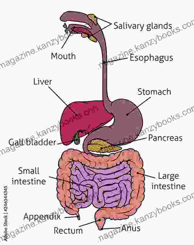 Diagram Of The Gastrointestinal Tract Illustrating GERD The GERD Diet Cookbook For Beginners: The Dietary Guide To Managing GERD And LPR