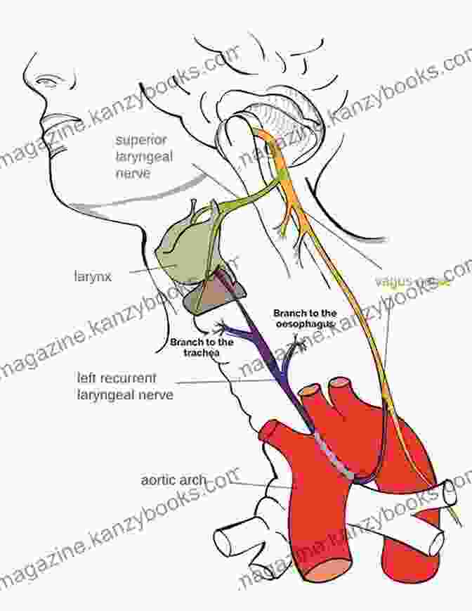 Diagram Of The Vagus Nerve Vagus Nerve: Activate The Power Of The Vagus Nerve And Heal Yourself