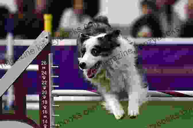 Dogs Competing In The Agility Competition At The Westminster Kennel Club Dog Show The Dog Lover S Guide To Travel: Best Destinations Hotels Events And Advice To Please Your Pet And You