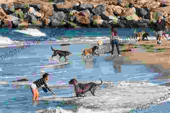 Dogs Enjoying The Sandy Shores Of Dog Beach In San Diego The Dog Lover S Guide To Travel: Best Destinations Hotels Events And Advice To Please Your Pet And You