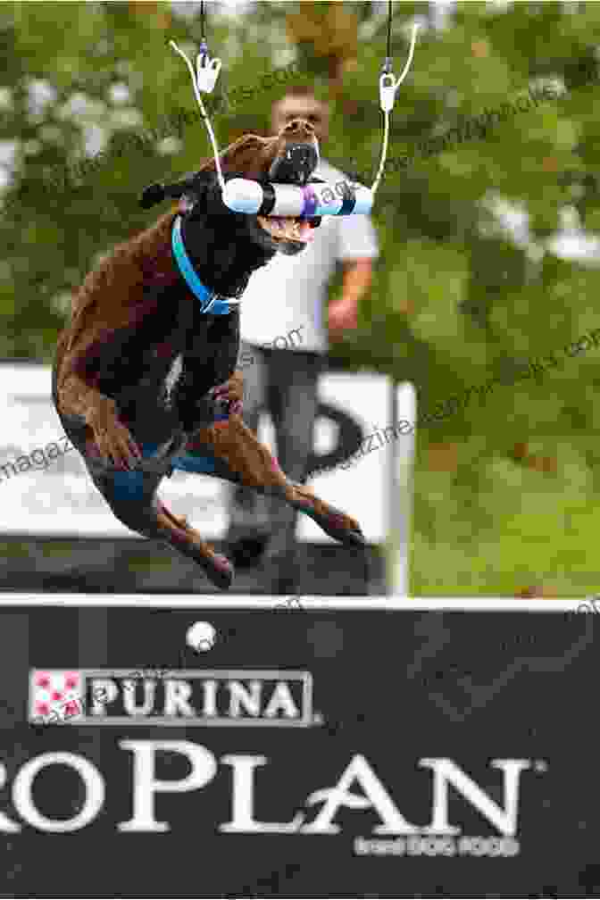 Dogs Jumping Over Hurdles In The Agility Competition At The Purina Pro Plan Incredible Dog Challenge The Dog Lover S Guide To Travel: Best Destinations Hotels Events And Advice To Please Your Pet And You