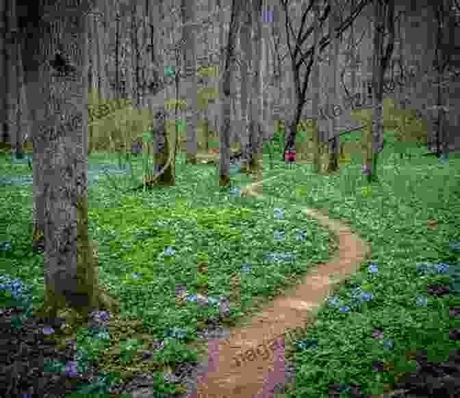 Hikers Enjoying A Scenic Trail Winding Through Wildflowers And Lush Greenery. Best Hikes Near Denver And Boulder (Best Hikes Near Series)