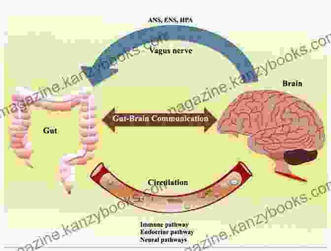 Image Depicting The Connection Between The Brain And The Gut Microbiome Summary Study Guide Brain Food: The Surprising Science Of Eating For Cognitive Power