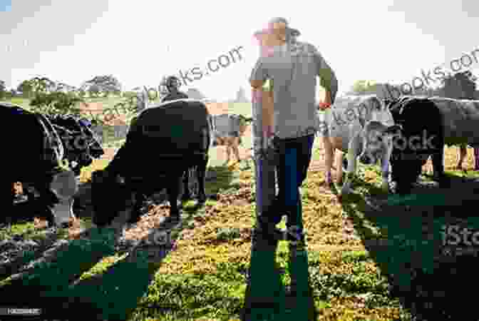 Image Of A Farmer Tending To A Herd Of Cattle Tips For Dirt Cheap Gardening: Storey Country Wisdom Bulletin A 158