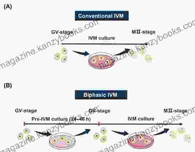 Immunotherapy For Infertility Development Of In Vitro Maturation For Human Oocytes: Natural And Mild Approaches To Clinical Infertility Treatment