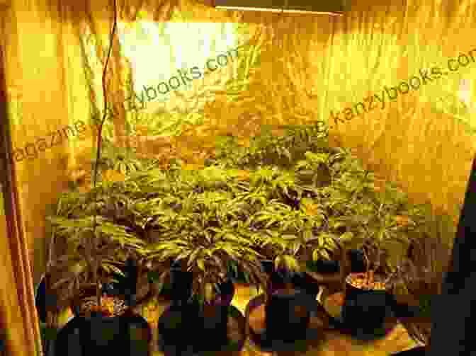 Indoor Cannabis Grow Room Growing Marijuana: Expert Advice To Yield A Dependable Supply Of Potent Buds (Idiot S Guides)