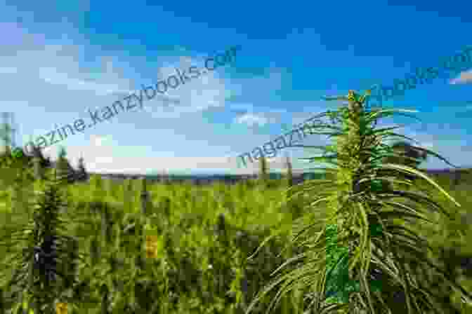 Outdoor Cannabis Field Growing Marijuana: Expert Advice To Yield A Dependable Supply Of Potent Buds (Idiot S Guides)