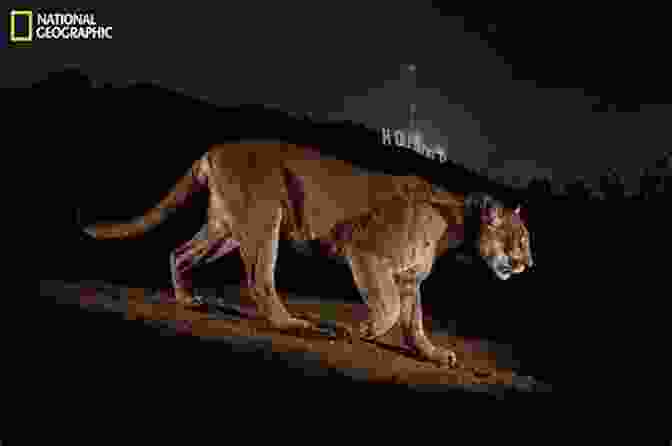 P 22, The Legendary 'Hollywood Cougar,' Perched On A Rock, His Piercing Gaze Surveying The Urban Landscape. Cougar Crossing: How Hollywood S Celebrity Cougar Helped Build A Bridge For City Wildlife