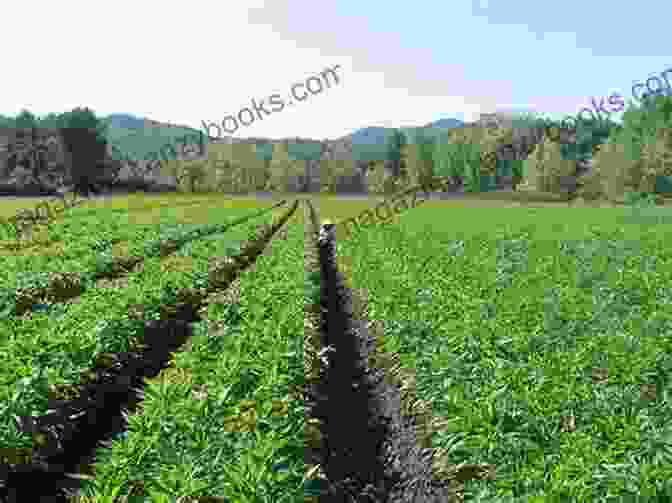 Photo Of A Sustainable Medicinal Herb Farm Growing And Marketing Ginseng Goldenseal And Other Woodland Medicinals: 2nd Edition