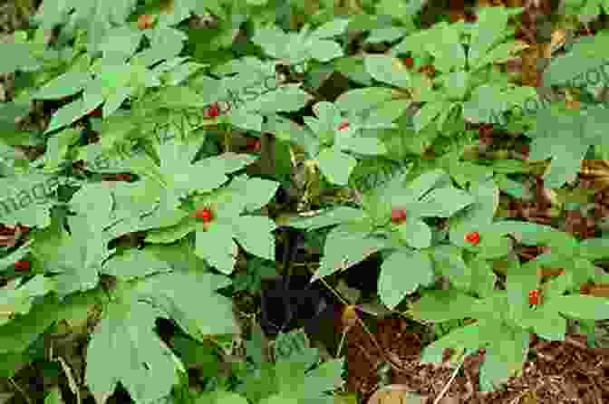 Photo Of Ginseng And Goldenseal Plants In The Forest Growing And Marketing Ginseng Goldenseal And Other Woodland Medicinals: 2nd Edition