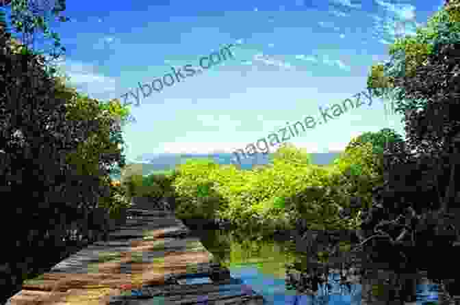 Rainforest In Lombok Island Lombok Island: Tourism And Destination Of Lombok Island Of Indonesia