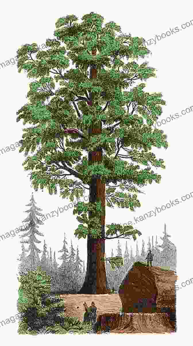 Wendell Minor's Stunning Illustration Of A Towering Sequoia Tree, Capturing Its Grandeur And Serenity Sequoia Wendell Minor